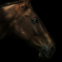 Buy canvas prints of HORSE PROFILE by Simon Keeping