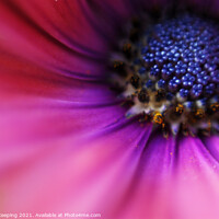 Buy canvas prints of FLOWER CLOSE-UP by Simon Keeping