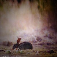 Buy canvas prints of RABBIT IN ORCHARD by Simon Keeping