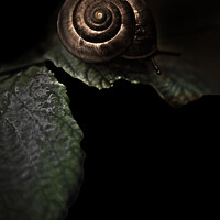 Buy canvas prints of BRONZE SNAIL by Simon Keeping