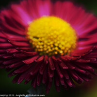 Buy canvas prints of PINK AND YELLOW by Simon Keeping
