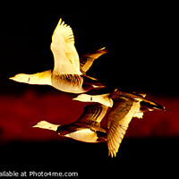 Buy canvas prints of GOLDEN GEESE by Simon Keeping
