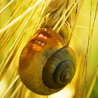 Buy canvas prints of GOLDEN SNAIL by Simon Keeping