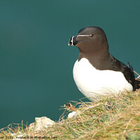 Buy canvas prints of Razorbill by Paul Clover