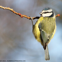 Buy canvas prints of Dangling blue tit by Paul Clover