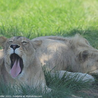 Buy canvas prints of A lion lying in the grass by Natalie Hiller