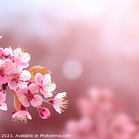 Buy canvas prints of Spring pink flowers by Massimiliano Leban