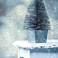 Buy canvas prints of Miniature Christmas Tree by Amanda Elwell