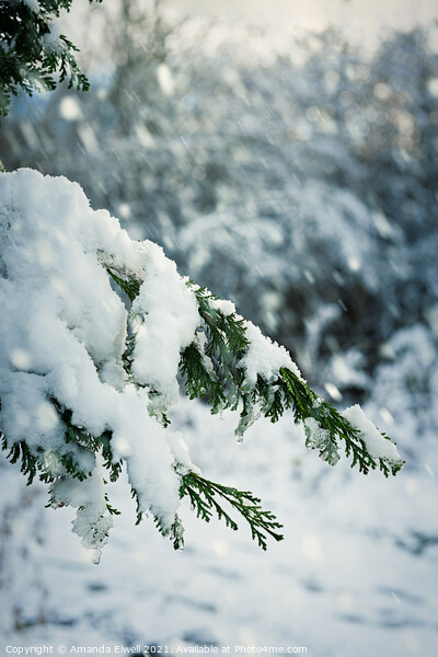 Snow Laden Branch Picture Board by Amanda Elwell