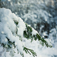 Buy canvas prints of Snow Laden Branch by Amanda Elwell