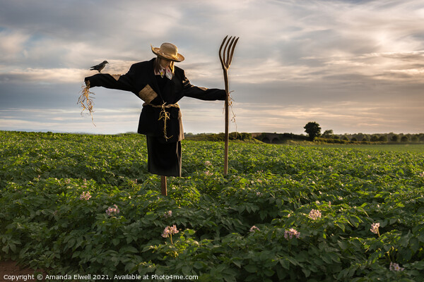 Scarecrow In Potato Crop Field Picture Board by Amanda Elwell