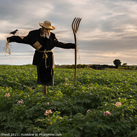 Buy canvas prints of Scarecrow In Potato Crop Field by Amanda Elwell