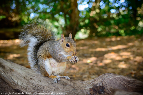 Squirrel Eating Nuts Picture Board by Amanda Elwell