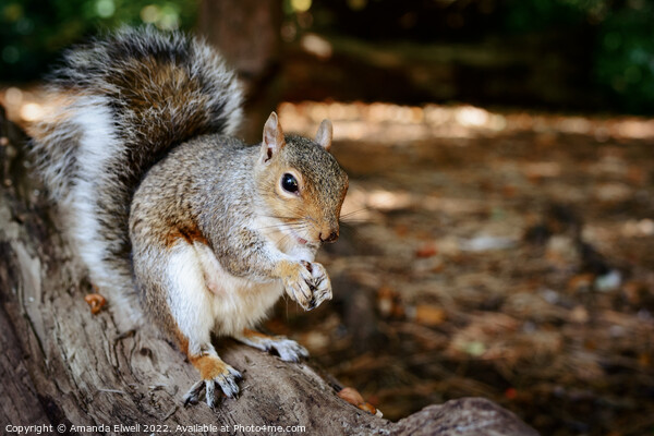 Grey Squirrel Eating On Log Picture Board by Amanda Elwell