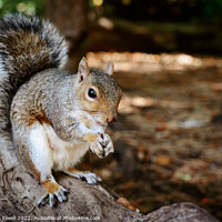 Buy canvas prints of Grey Squirrel Eating On Log by Amanda Elwell