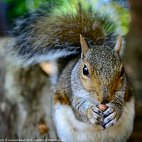 Buy canvas prints of Close Up On Grey Squirrel by Amanda Elwell