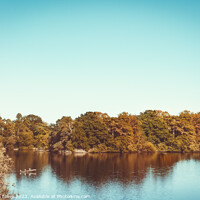 Buy canvas prints of The Lake At Hartsholme Park by Amanda Elwell