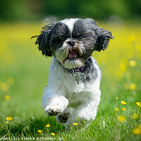 Buy canvas prints of Shih Tzu Running Through Buttercups by Amanda Elwell