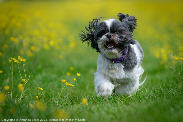 Happy Dog Running Through Buttercups Picture Board by Amanda Elwell