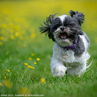 Buy canvas prints of Happy Dog Running Through Buttercups by Amanda Elwell