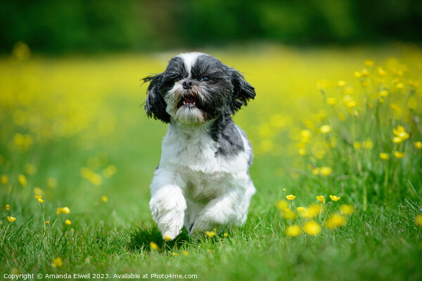 Dog Running Through Butercup Flowers Picture Board by Amanda Elwell