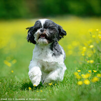 Buy canvas prints of Dog Running Through Butercup Flowers by Amanda Elwell