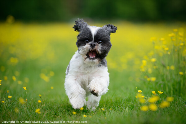 Happy Puppy Running In Meadow Picture Board by Amanda Elwell
