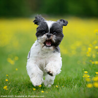 Buy canvas prints of Happy Puppy Running In Meadow by Amanda Elwell