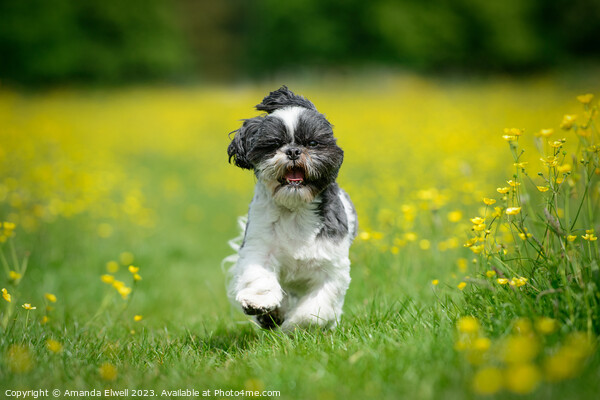 Shih Tzu Puppy Dog Running In Buttercups Picture Board by Amanda Elwell