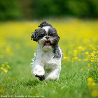 Buy canvas prints of Shih Tzu Puppy Dog Running In Buttercups by Amanda Elwell