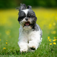 Buy canvas prints of Buttercup Dog  by Amanda Elwell