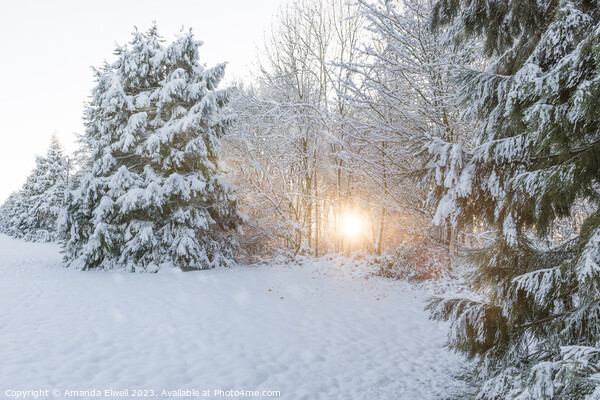 Winter Low Sun Picture Board by Amanda Elwell