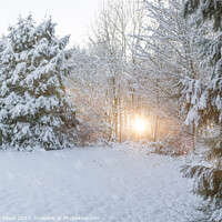 Buy canvas prints of Winter Low Sun by Amanda Elwell
