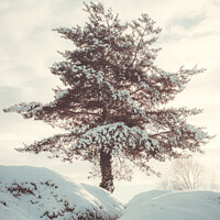 Buy canvas prints of Tree In Snow Scene by Amanda Elwell
