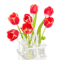 Buy canvas prints of Spring Tulips by Amanda Elwell