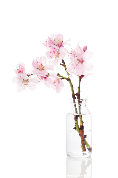 Cherry Blossom Picture Board by Amanda Elwell