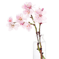 Buy canvas prints of Cherry Blossom by Amanda Elwell