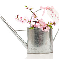Buy canvas prints of Mothers Day Watering Can by Amanda Elwell