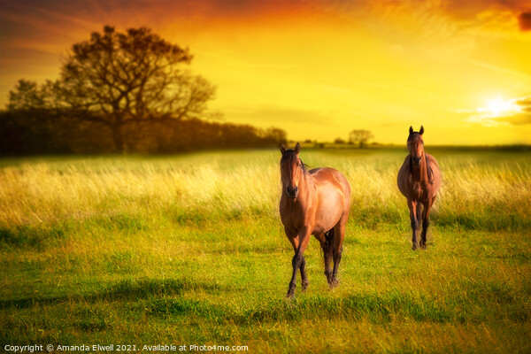 Horses At Sunset Picture Board by Amanda Elwell