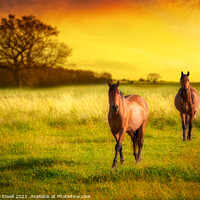 Buy canvas prints of Horses At Sunset by Amanda Elwell