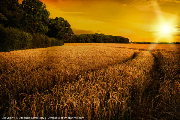 Wheat Ripening in Late Summer Sun, Shropshire Picture Board by Amanda Elwell