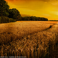 Buy canvas prints of Wheat Ripening in Late Summer Sun, Shropshire by Amanda Elwell