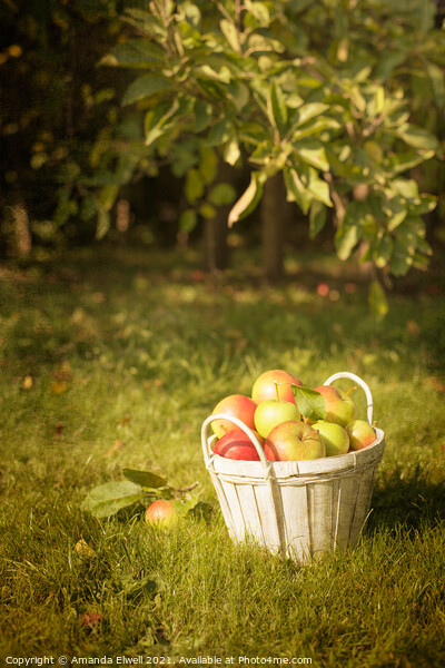 The Orchard Picture Board by Amanda Elwell