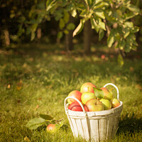 Buy canvas prints of The Orchard by Amanda Elwell