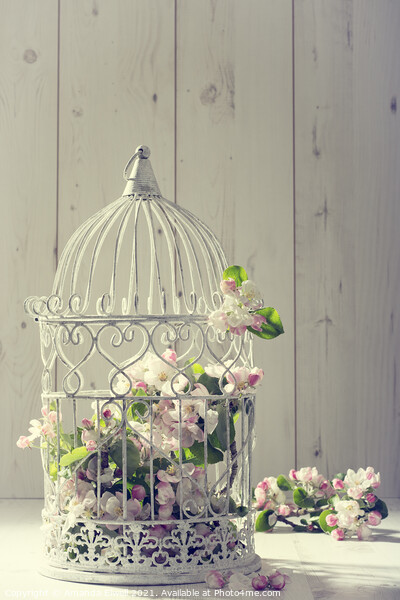 Bird Cage Picture Board by Amanda Elwell