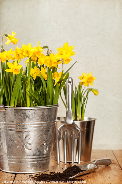 Buckets Of Daffodils Picture Board by Amanda Elwell