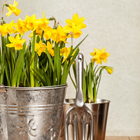 Buy canvas prints of Buckets Of Daffodils by Amanda Elwell