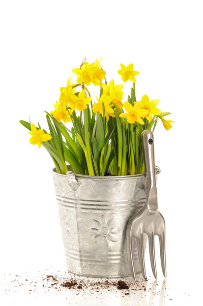 Large Bucket Of Daffodils Picture Board by Amanda Elwell
