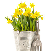 Buy canvas prints of Large Bucket Of Daffodils by Amanda Elwell