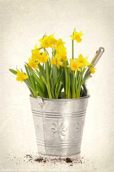 Daffodils Picture Board by Amanda Elwell